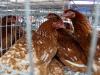 जापान में नए Bird Flu का प्रकोप, चार लाख से अधिक मुर्गियों को मारने का काम शुरू