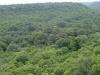 वार्षिक वन क्षेत्र वृद्धि में तीसरे स्‍थान पर भारत: आर्थिक समीक्षा