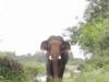 छत्तीसगढ़ : कुएं में गिरे हाथी को जेसीबी की मदद से सकुशल बाहर निकाला गया 