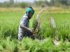 लखनऊ :  जिले में मात्र 42 किसानों ने कराया फसल बीमा 