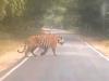 बहराइच : दिल्ली से आए पर्यटकों के दल को सड़क पर दिखा बाघ
