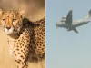 दक्षिण अफ्रीका से 12 चीतों को लेकर वायुसेना का विमान ग्वालियर पहुंचा 