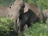 खटीमा: किलपुरा वन रेंज में हाथी झुंड हुआ उग्र, वन कर्मियों को भी दौड़ाया