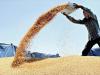 Wheat Price: ‘खुले बाजार में गेहूं की बिक्री से थोक कीमतें हो रहीं नरम, खुदरा मूल्य सप्ताह के भीतर कम होने की संभावना’