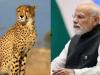 12 चीतों के मध्य प्रदेश आने से भारत की वन्यजीव विविधता को बढ़ावा मिला है: प्रधानमंत्री मोदी 