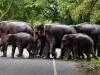 गुवाहाटीः जंगली हाथी ने सेना के एक जवान को कुचला