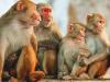 हरदोई: महाशिवरात्रि पर झाड़ियों में सात बंदरों का शव मिलने से इलाके में हड़कंप, मौत की वजह जान दंग रह गए लोग 