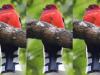 हल्द्वानीः उत्तराखंड में पहली बार दिखाई दिया रेड हेडेड ट्रोगोन 