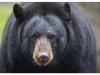 शक्तिफार्मः भालू के हमले से महिला घायल, क्षेत्र में सनसनी