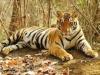 रामनगरः फाटो पर्यटन जोन में घायल बाघ ने रेस्क्यू के दौरान तोड़ा दम