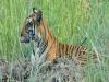 खटीमाः यूपी सीमा से सटे हल्दी घेरा गांव में बाघ का आतंक, कई मवेशियों को बना चुका अपना शिकार