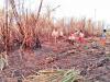 जसपुर: आग लगने के बाद युद्ध स्तर पर चला गन्ने की कटाई का कार्य, प्रभावित किसान ने विद्युत विभाग से मांगा मुआवजा