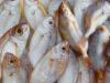 ज्यादा मछली खाने से हो सकती है ये बीमारी, यहां जानें क्या कहती है रिसर्च 