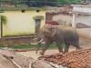 मुख्यमंत्री ने जताया दुख : गोरखपुर में यज्ञ के दौरान मची भगदड़ में तीन की मौत, हाथी के भड़कने से हुआ हादसा