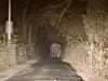 बहराइच: सड़क पर आया हाथियों का झुंड, एक घंटे थमा रहा आवागमन