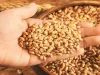 रुद्रपुर: तैयारियां अधूरी, आज से गेहूं की खरीद शुरू हो पाना मुश्किल