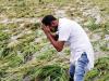 रुद्रपुर: बारिश से तराई के निचले इलाकों में 15 फीसदी गेहूं की फसल को नुकसान