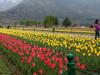 कश्मीर में एशिया का सबसे बड़ा ट्यूलिप गार्डन 19 मार्च से पर्यटकों का स्वागत करने के लिए तैयार 