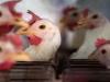 America और दुनिया भर में फैल रहा Bird Flu, बन सकता है मानव महामारी 