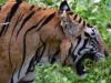 खटीमाः शौच के लिए जा रहे युवक को बाघ ने बनाया निवाला, क्षेत्र में सनसनी