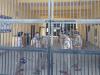 काशीपुर: सूचना का अधिकार - उत्तराखंड की जेलों में हैं 2145 सजायाफ्ता और 4773 विचाराधीन कैदी