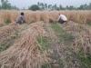 बरेलीः धूप के तेवर दिख किसानों ने तेज की गेहूं कटाई