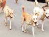 अलीगढ़ में आवारा कुत्तों के झुंड के हमले में व्यक्ति की मौत 