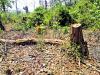 सागौन के जंगल में अवैध कटाई मामले में डिप्टी रेंजर सहित दो निलंबित 