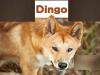 डिंगो हमले दुर्लभ हैं, आप Dingo से कैसे सुरक्षित रह सकते हैं?