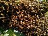शादी समारोह में मधुमक्खियों का हमला, जान बचाकर भागे दूल्हा-दुल्हन, एक दर्जन लोग घायल