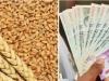 रुद्रपुर: किसानों से 2150 रुपया प्रति क्विंटल के हिसाब से गेहूं खरीदेगा टीडीसी 