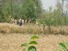 बहराइच : गेहूं खेत में मिला मादा तेंदुए का शव