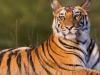 भीमताल: आदमखोर बाघिन को पकड़ने में वन विभाग की मेहनत लाई रंग 