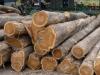 Gadarpur News: बेशकीमती खैर की लकड़ी बरामद, तस्कर फरार, वन अधिनियम के तहत रिपोर्ट दर्ज 