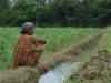 रुद्रपुर: खेत की मेड़ काटने के विवाद में रिपोर्ट दर्ज