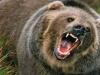 जम्मू-कश्मीर : रामबन जिले के एक स्कूल परिसर में जंगली भालू घुसा 