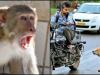 नैनीताल: कुत्तों और बंदरों के बढ़ते आतंक संबंधी याचिका पर हाईकोर्ट ने की सुनवाई