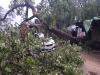 बहराइच: मूसलाधार बारिश के चलते वाहनों पर गिर पीपल का पेड़, चार घायल
