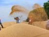 रुद्रपुर: टीडीसी ने किसानों से बीज के लिए 90 हजार क्विंटल गेहूं खरीदा 