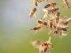 चंपावत: मधुमक्खी के हमले से ढाई साल के बच्चे की मौत 