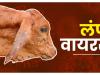 लोहाघाट : लंपी रोग से रायनगर में दो दुधारू गायों की मौत, पशुपालक चिंतित
