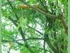 Nainital News : घर के आंगन में लगे पेड़ पर चढ़ गया किंग कोबरा, लंबा इतना कि सहम गये लोग