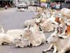 रुद्रपुर: आवारा पशुओं को लेकर कांग्रेस प्रदेश प्रवक्ता ने हाईकोर्ट में भेजा पत्र