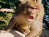 गरमपानी: सीएम पोर्टल पर मामला दर्ज होने पर निकले बंदर पकड़ने 
