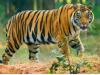 रामनगर: कार्बेट के ढिकाला में बाघ ने श्रमिक को मार डाला      