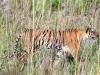 Ramnagar News : फिर से एक और बाघिन को भेजा गया राजा जी नेशनल पार्क, पूर्व में दो बाघों को जा चुका है भेजा