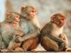 हापुड़ : बंदरों की मौत से मची अफरा तफरी , जांच में जुटी वन विभाग की टीम