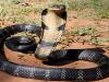 बाजपुर: कोबरा के डसने से किशोर की मौत 