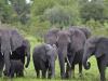 खटीमा: किलपुरा वन रेंज में हाथियों के झुंड ने नर्सरी रौंदी