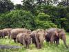 खटीमा: वन रेंज में दो हाथियों के झुंड के विचरण से वन कर्मी अलर्ट